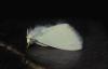 420 – Photo : Michel Guttin – Madagascar
