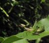 424 – Photo : Michel Guttin – Madagascar