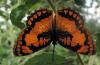 430 – Photo : Michel Guttin – Madagascar