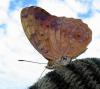 456 – Photo : Michel Guttin – Madagascar