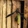 458 – Photo : Michel Guttin – Madagascar