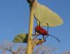 461 – Photo : Michel Guttin – Madagascar
