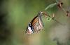 567 – Photo : Frederic Lecossois – Thaïlande