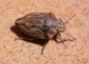 Odontotarsus robustus