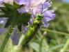 144 – Photo : Michel Guttin – France (38)