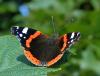 592 – Photo : Michel Guttin – France (38)
