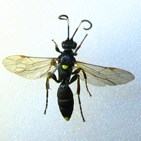 Ichneumon inquinatus (Insecta, Hymenoptera, Ichneumonidae) - www ...